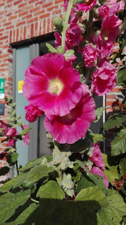 B&B De Grote Plaats Hoogstraten Kültér fotó